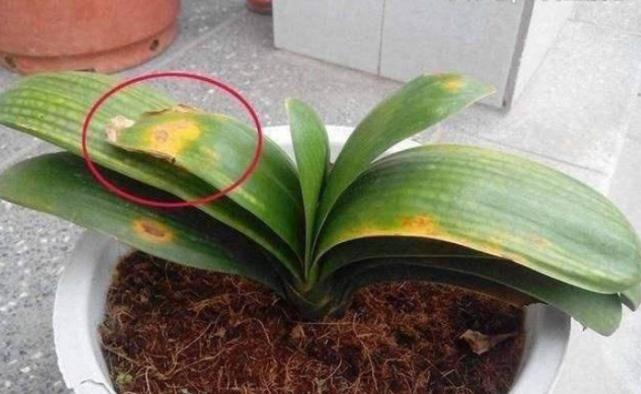 君子兰烂根黄叶怎么补救,君子兰黄叶烂根的解决方法