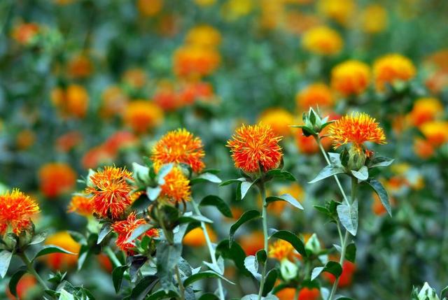 白色染料的植物有哪些,常见植物染料一览表