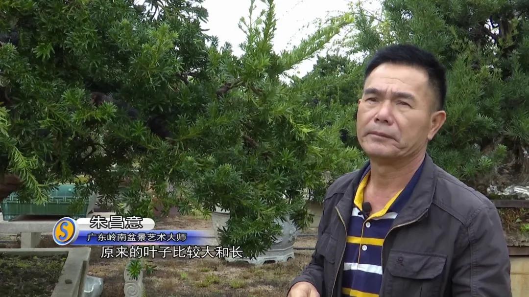 罗汉松树盆景精品欣赏,广州罗汉松盆景