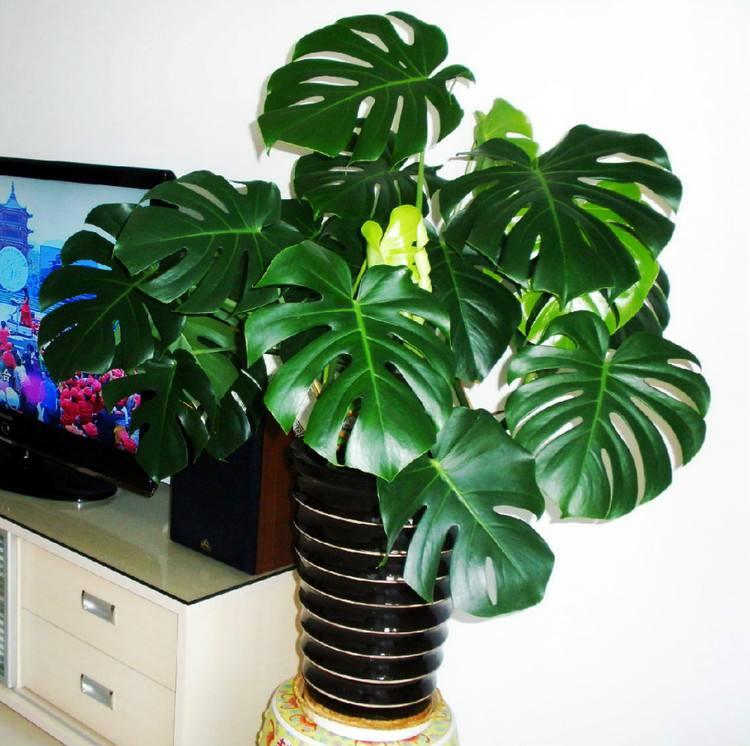 栀子吊兰绿萝浇水,绿萝和吊兰用什么浇水最好