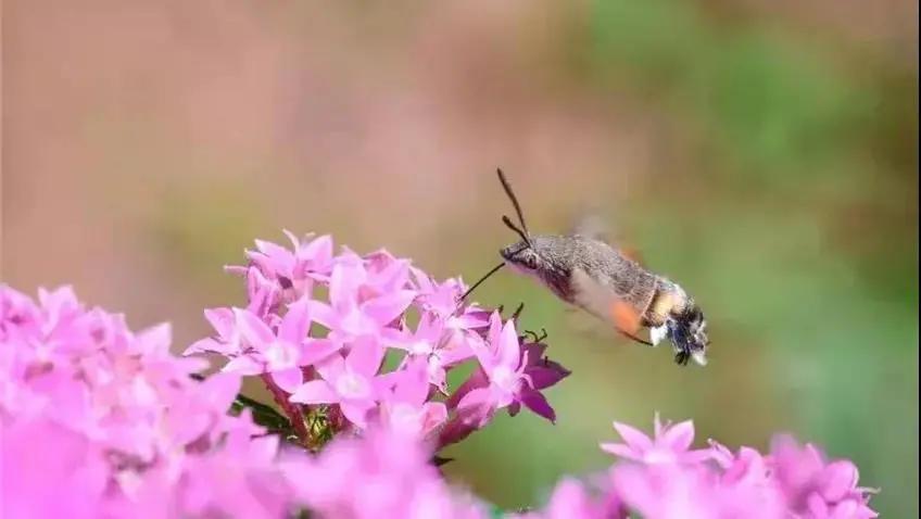 大连外国语大学2024年招生简章,大连外国语大学2021年研究生调剂