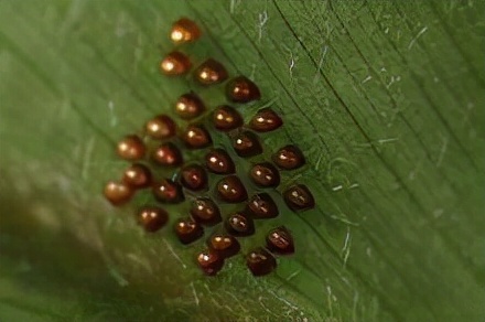 莲藕叶部虫害有哪些,莲商会莲藕病虫害防治技术