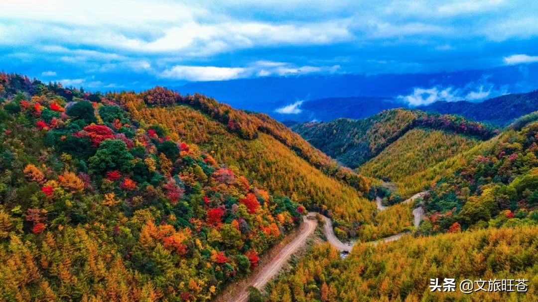周末来一场与银杏的邂逅,周末与阳光撞个满怀