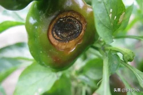 种植的辣椒烂果怎么办？做好以下9点，辣椒产量高、品质好