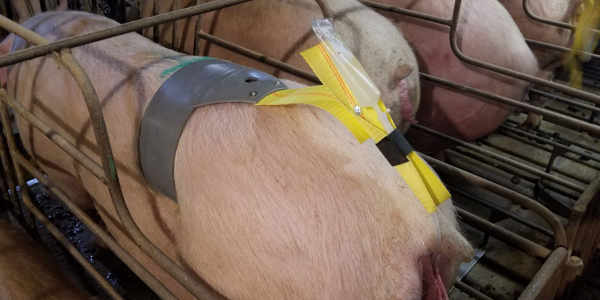 猪人工授精的行业现状,养猪是人工授精还是公猪授精好