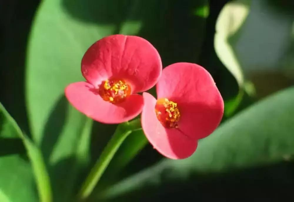 「识花儿」虎刺梅