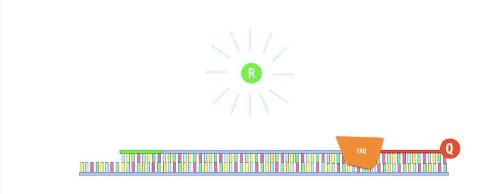 美国新冠自测官方承认吗,检验新冠核酸的试剂有哪些