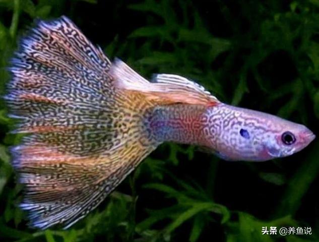 孔雀鱼鱼缸里养什么好,鱼缸里的孔雀鱼怎么养的好