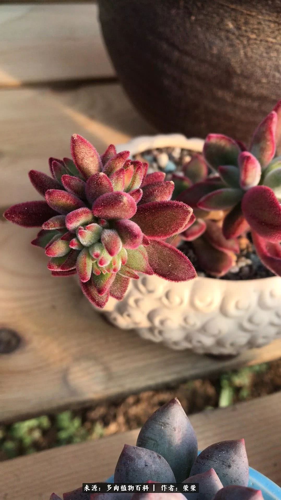 我在包邮区养肉，附多肉越冬度夏养护建议！