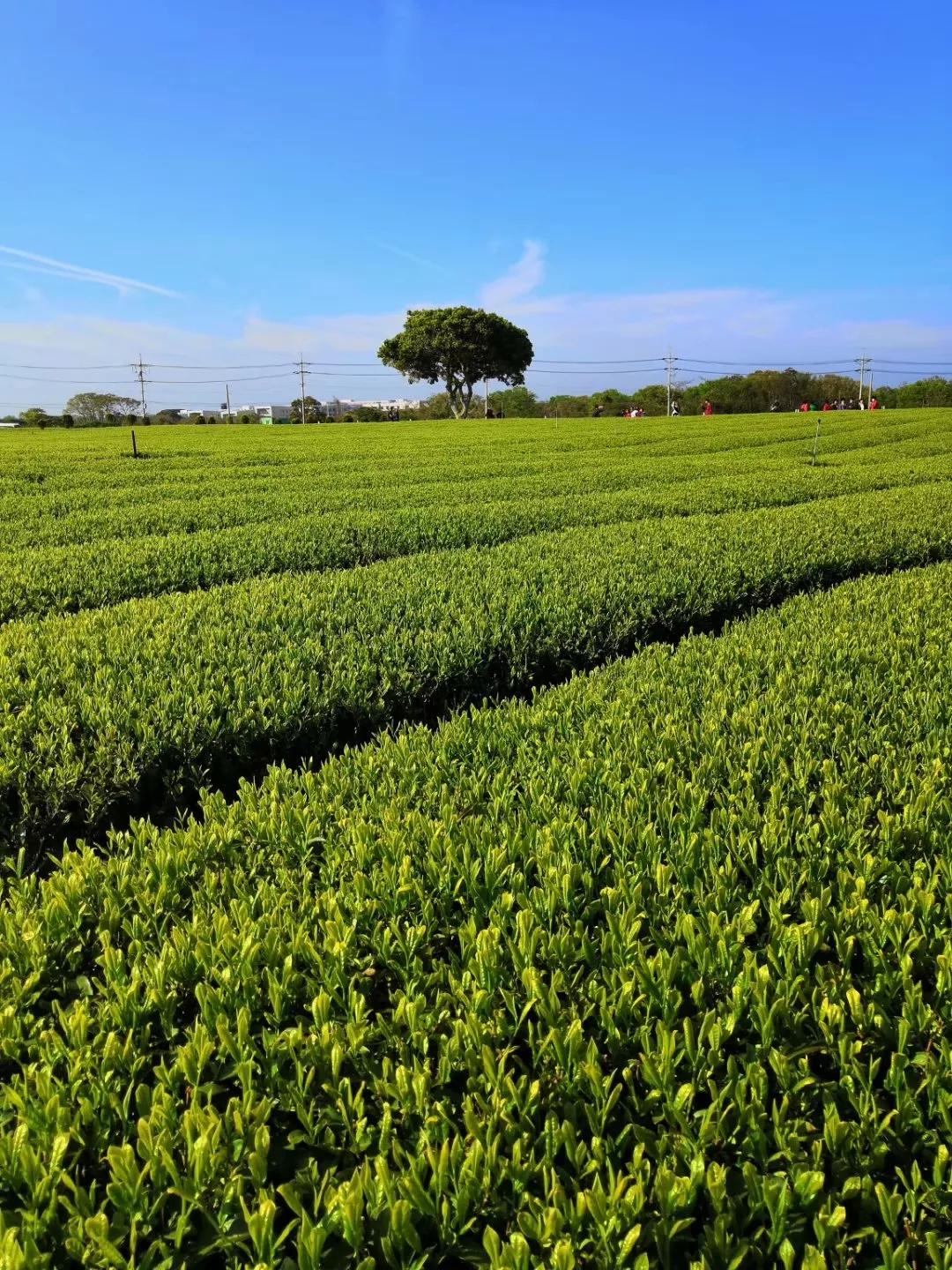 心血来潮去爬山,想去济州岛看海