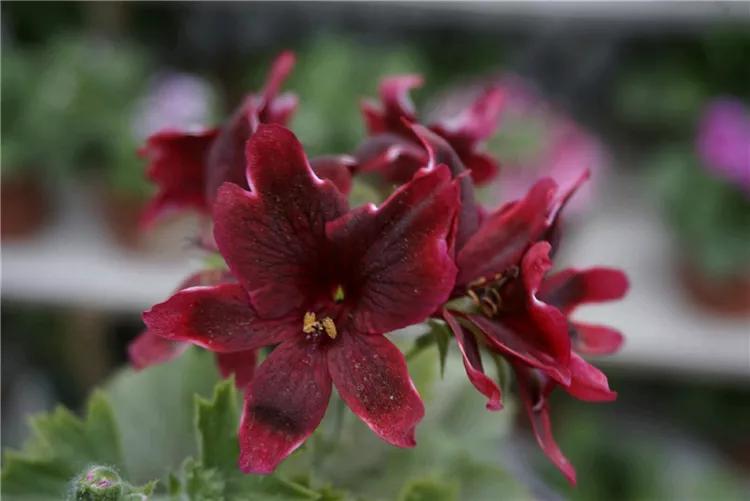 10种天竺葵,天竺葵100种图片大全