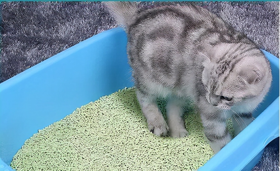 满屋的猫尿骚味怎么办,满屋猫骚味怎么清除