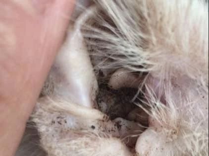 最快解决猫耳螨的办法,你真的了解你家猫咪吗