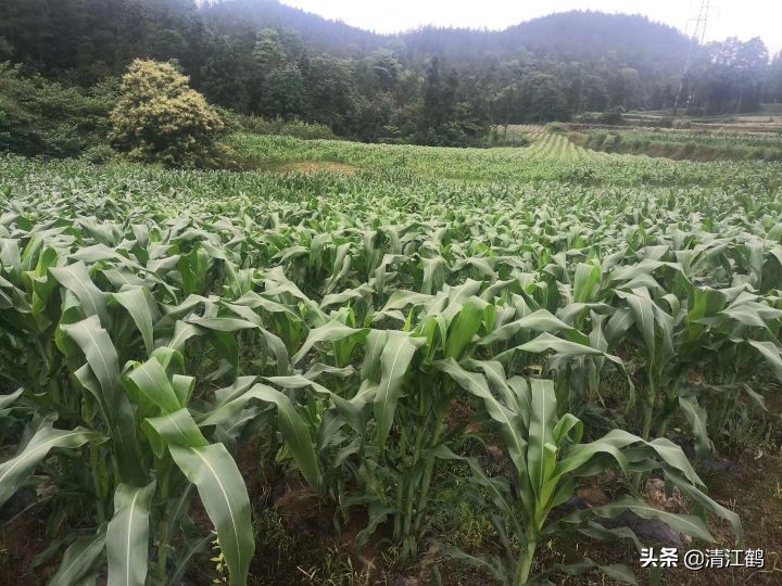 施用除草剂什么时候效果最好,苗前除草剂的效果受哪些因素影响