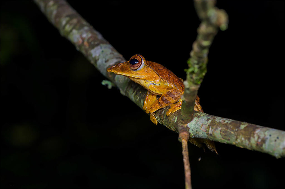 西藏发现最大的青蛙,墨脱发现青蛙视频