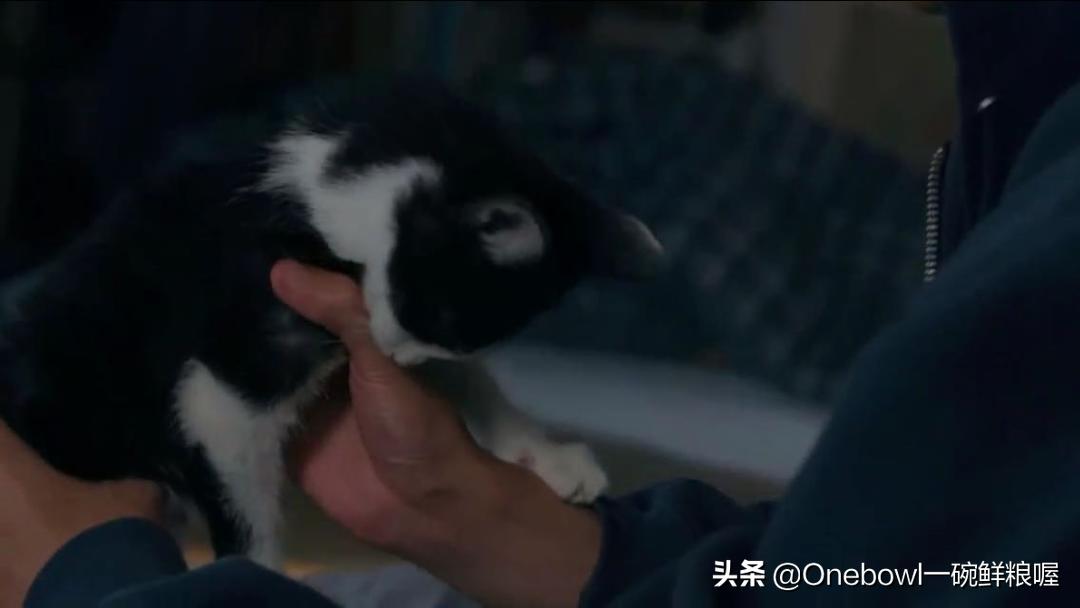 带小猫咪出门会生病吗,小猫咪剪指甲会生病吗