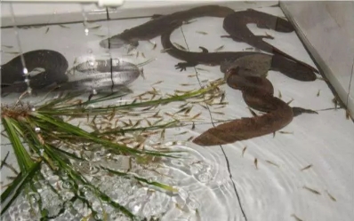 养殖娃娃鱼属于什么品种,娃娃鱼养殖描述