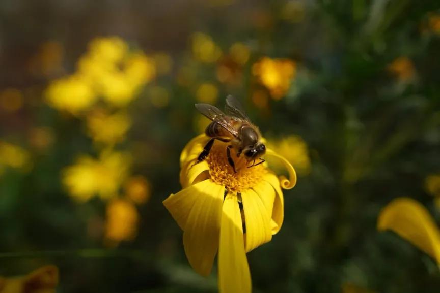 腾龙75-180与85定焦镜头,超值长焦定焦