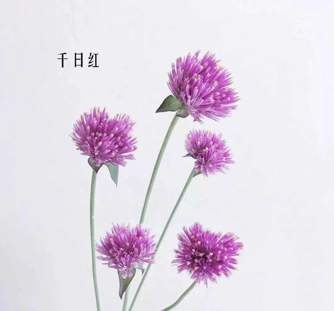 花店里同款的两种不同价格的花材,花店最容易被顾客误解的几种花材