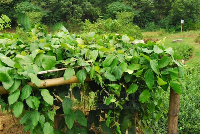 中药黄连能治疗扁桃体发炎吗,喝黄连可以治疗扁桃体发炎吗