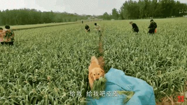大金毛帮村*运民**蒜苔，结果全叼进了自家地里……