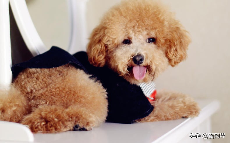 幼犬泰迪3个头上毛不卷正常吗,香槟色泰迪小时候为什么毛不卷