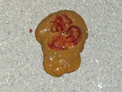 猫九爷:猫的顽固性腹泻(一)~滴虫