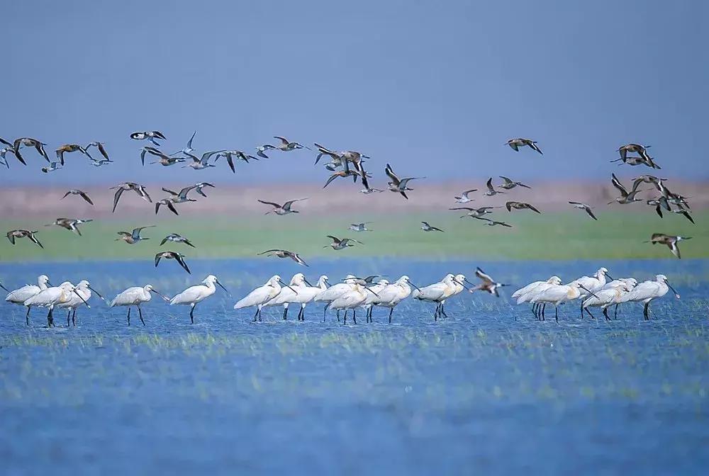 官宣外交部将向全世界推介天津,外交部推介天津中文版
