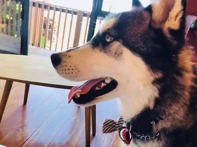 大宠爱哈士奇新手宠主必看攻略,怎么养哈士奇新手入门