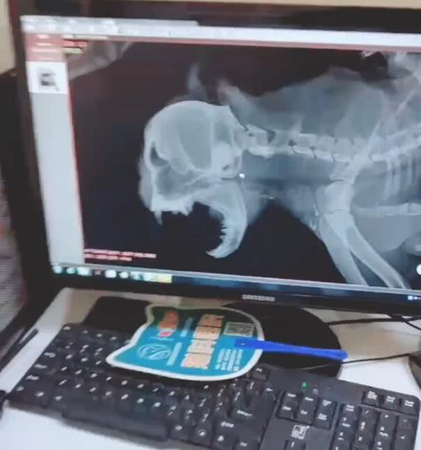 猫咪脱臼复位后好久恢复,猫咪下巴脱臼了可以治愈吗