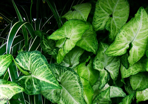 好养的盆栽花卉大全,人养花花