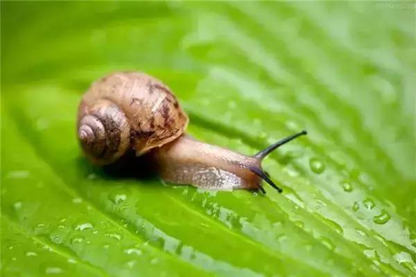 园子里的昆虫有多少,花园里的小动物哪些是昆虫