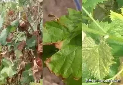 葡萄病虫害的高效防治方法,葡萄叶片发黄症状图谱