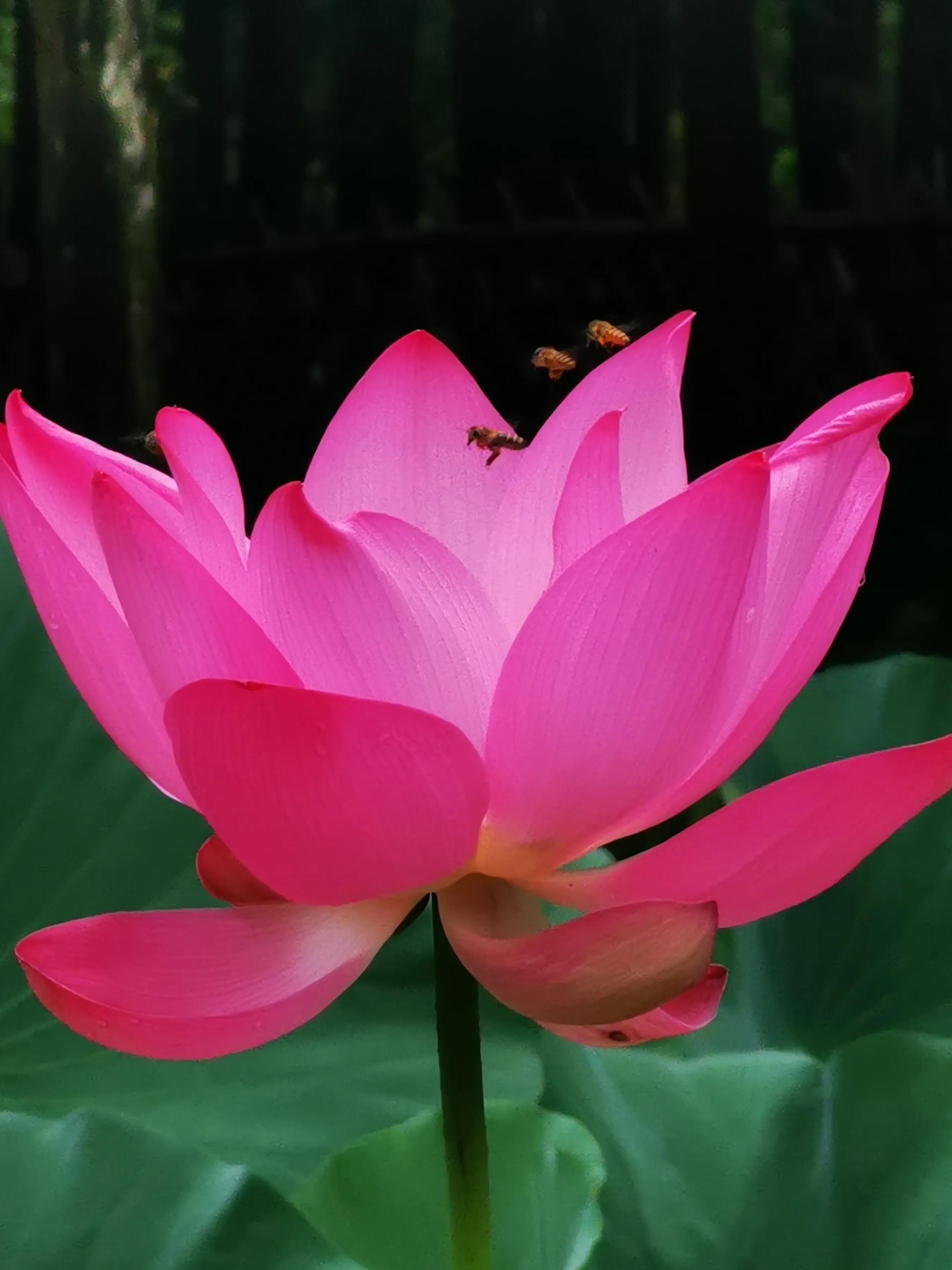 手机摄影手册圈友作品选第7期,手机摄影手册圈友作品选第6期