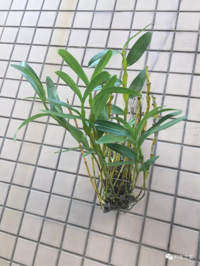 石斛兰用苔藓包着水培不烂根吗,石斛兰花烂根要怎么挽救