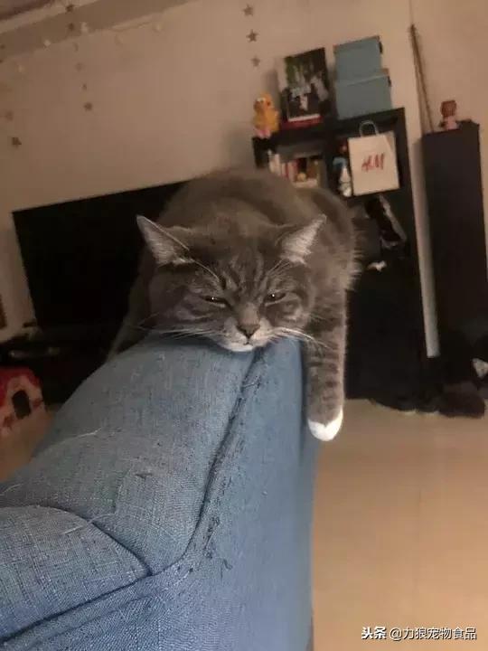 其实养猫后生活发生很多改变,养猫后不但没洁癖反而让它跑酷