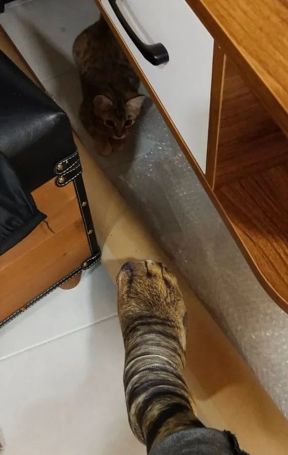 这位老爸是资深猫奴，买了双猫爪袜子跟猫咪显摆，把它们吓坏了