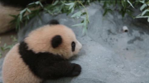 熊猫是如何被发现的英文版,熊猫是哪一年被人类发现的