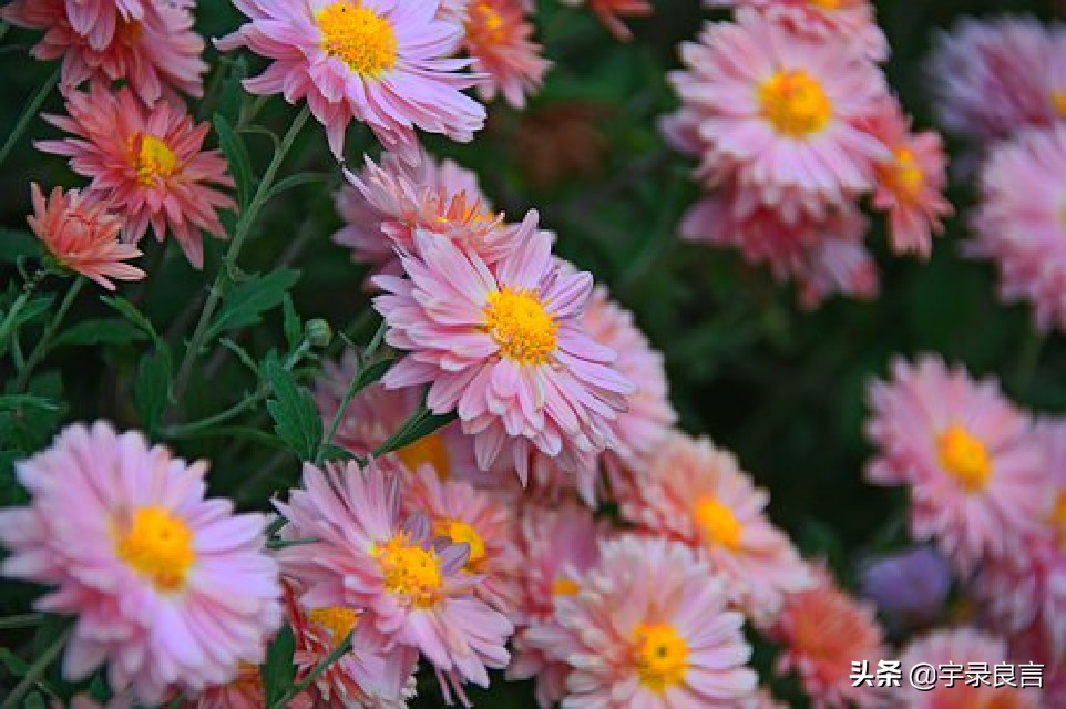 走心说说心情短语,年度热门说说句子简短霸气