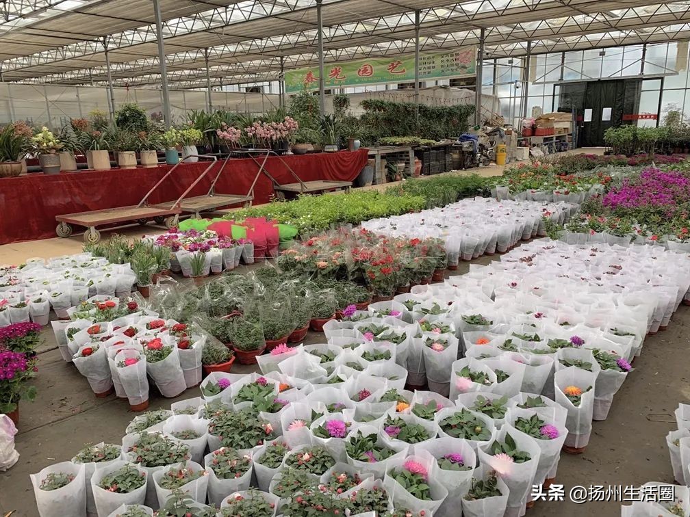 2元花盆批发清仓,2元花卉批发市场