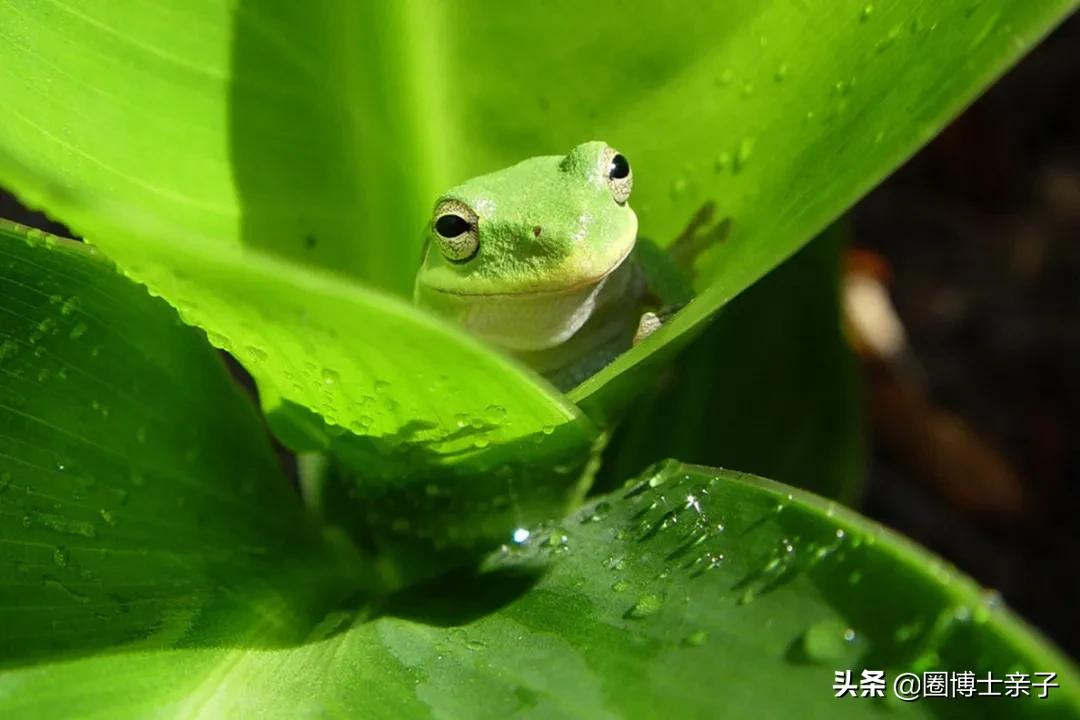 为什么小蝌蚪长大就会变成青蛙呢,为什么小蝌蚪长大后会变成青蛙