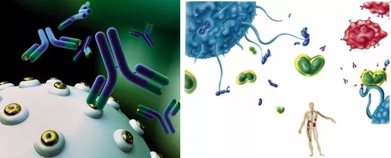 瑞士乳双歧杆菌的作用,罗伊氏乳杆菌和瑞士乳杆菌