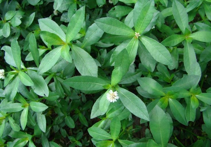 水葫芦生物入侵怎么治理,水葫芦的泛滥是怎样处理的