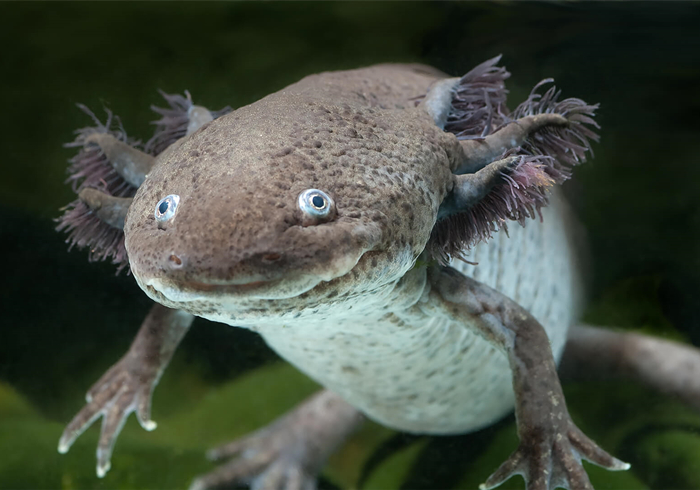 六角恐龙宠物,宠物六角恐龙