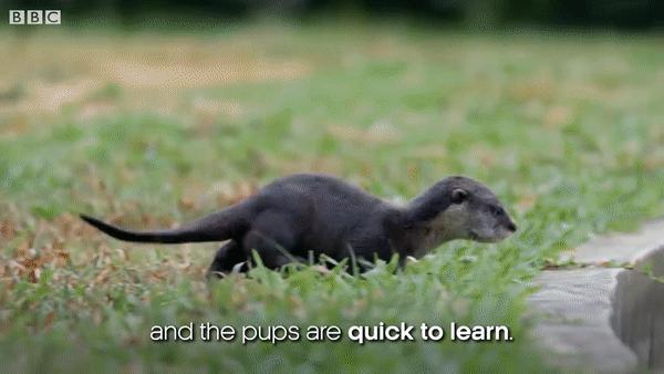 水獭宠物容易养吗视频,水獭宝宝可以当宠物吗