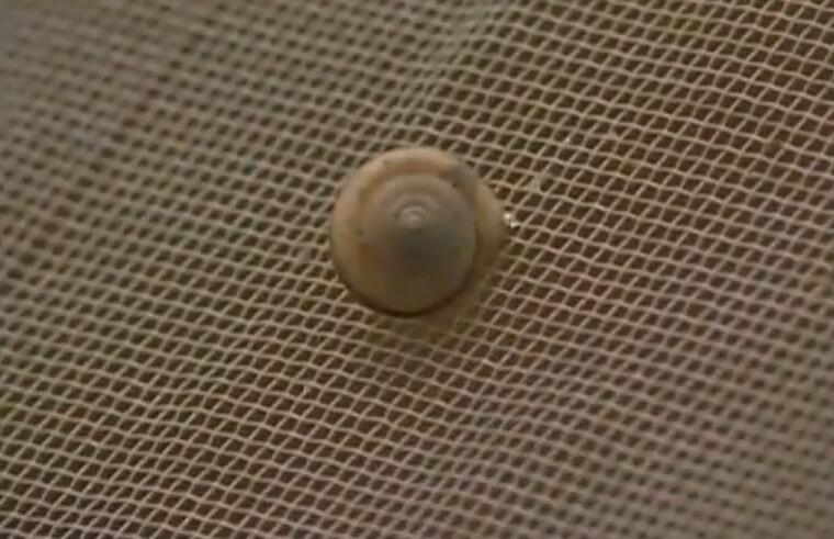 防虫网免打农药种菜,露地蔬菜防虫网的使用