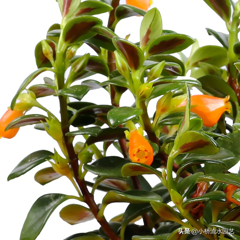 好养的吊兰品种及图片,什么品种的吊兰最好养不需要阳光