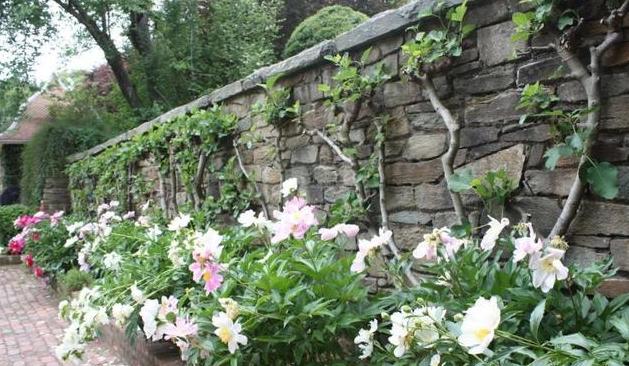 夏季花草烂根怎么办,盆栽被太阳晒枯萎了怎么办