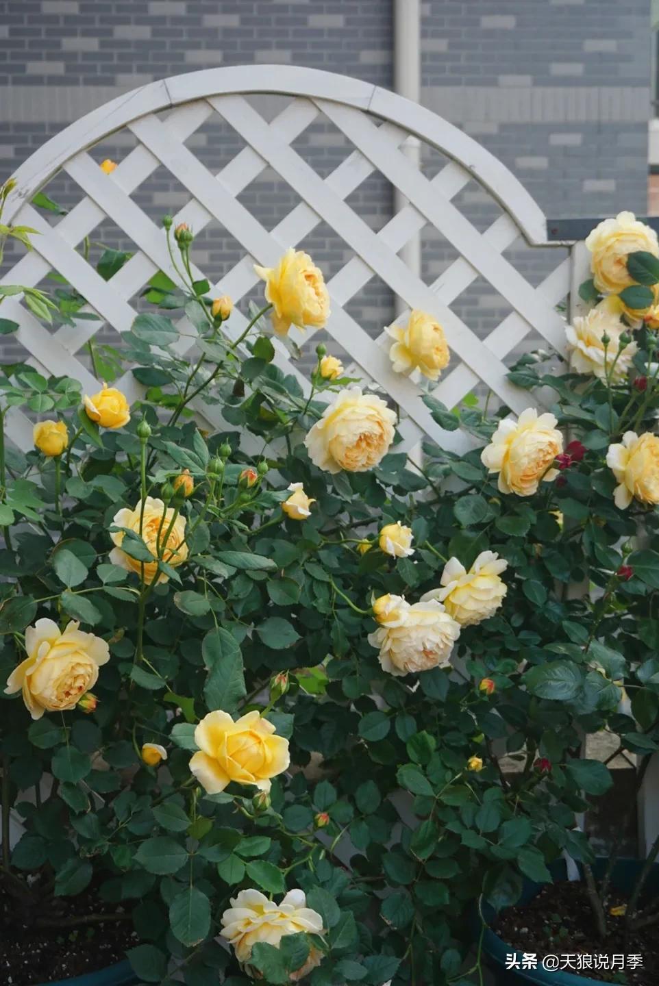 花友家的春花都开爆爆爆了，快来云赏花！（上）