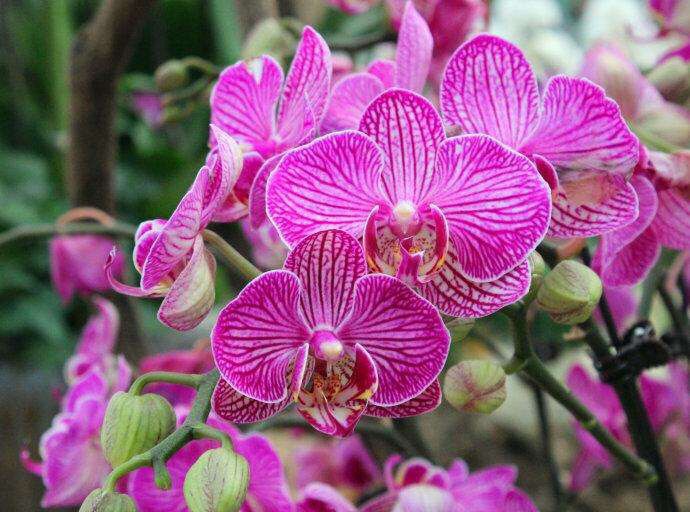 养蝴蝶兰记住这几点,养蝴蝶兰花有什么技巧